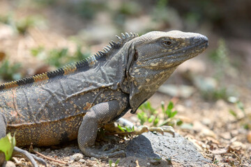 Close-up of an iguana resting on rocky ground