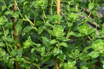 Färberdistel, Carthamus tinctorius L.