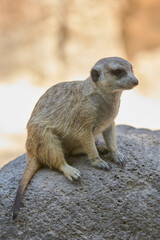 Vigilant meerkat standing on rock in sandy zoo habitat