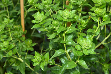 Färberdistel, Carthamus tinctorius L.