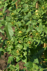 Färberdistel, Carthamus tinctorius L.
