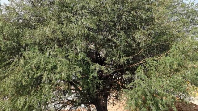 Large Tree Withstanding Strong Wind in Natural Landscape:A tall, sturdy tree sways but remains firmly rooted as strong winds blow through a natural outdoor setting. Captured in 4K on a Google Pixel 7.