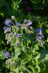 Obraz premium Borretsch, Borago officinalis