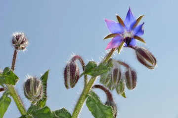 Borretsch, Borago officinalis
