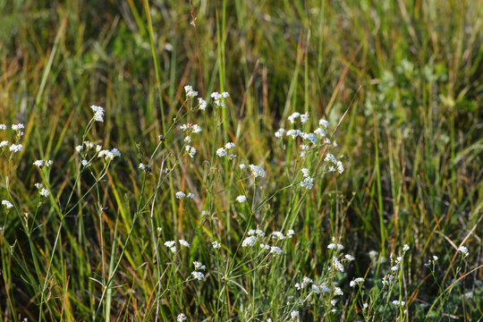 F&auml;rber-Meier,  Asperula tinctoria