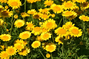 Obraz premium Färberkamille, Färber-Hundskamille, Anthemis tinctoria, Syn. Cota tinctoria