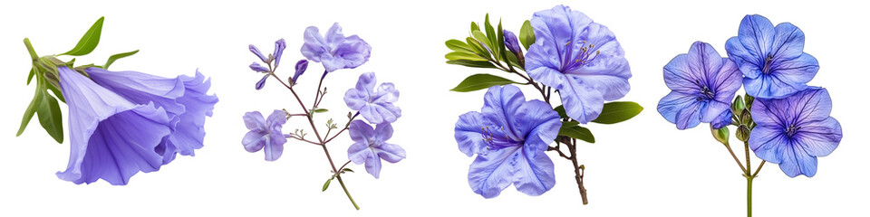 Set of a purple jacaranda flower, isolated on a transparent background.