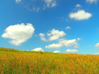 セイバンモロコシ茂る秋の江戸川土手風景	