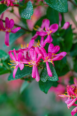 pink honeysuckle flowers with dew drops in garden. Vertical crop.
