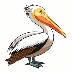 Pelican isolated on white background