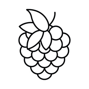 recommend clip art: raspberry fruit line art vector illustration