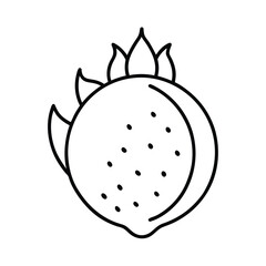 pitaya fruit line art vector illustration