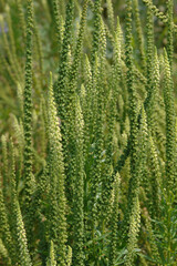 Färberresede,  Reseda luteola