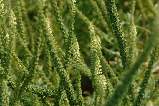 F&auml;rberresede,  Reseda luteola