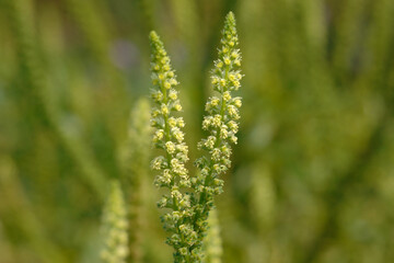Färberresede,  Reseda luteola