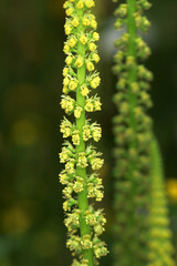 Färberresede,   Reseda luteola