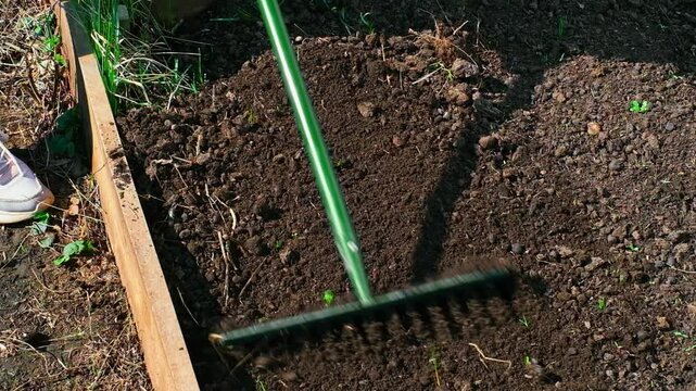 Smooth raking process in garden showing soil preparation with hand tool technique