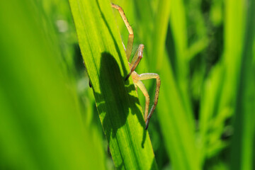 Spider shadow posed grass backlight silhouette close up