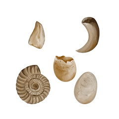 Set of fossils. Tooth and claw of a predator. Ammonite and dinosaur eggs. Archaeological finds. Paleontologist's set. Ancient shell. Watercolor illustration without background. Hand drawing.