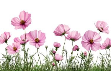 Pink cosmos flowers in grass patch, feeling so fresh and lovely, petals looking so delicate in light, it is just so calming