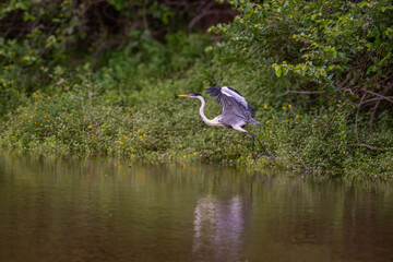 Blue heron ardea cinerea take off flying from lake grey heron in natural habitat