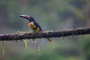 Toucan Collared Aracari, Pteroglossus torquatus, bird with big bill. Toucan sitting on the moss branch in the forest, Boca Tapada, Costa Rica. Nature travel in central America