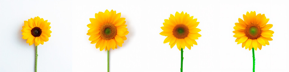 Obraz premium Beautiful Sunflower Collection Row White Background Bright Yellow Flowers Green Stems Minimal Nature Photography Banner Design Elements