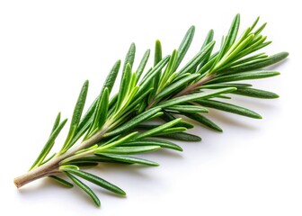 Fototapeta premium Rosemary Herb Photography: White Background, Isolated Sprig, Culinary & Beauty, Fresh Aromatic Plant
