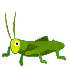Green Grasshopper
