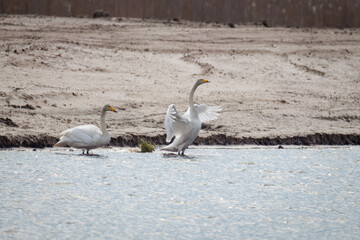 A pair of whooper swans stand in the water near the lake shore toward the camera lens on a cloudy spring day. A whooper swan couple in wildlife.