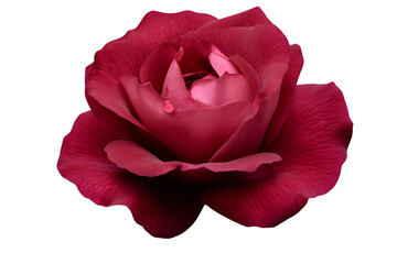 Red rose isolated on a transparent background