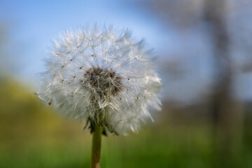 Pissenlit blanc prêt à l’envol – macro nature