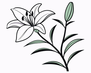 Elegant purple lily flower illustration on a stem with green leaves. Beautiful light purple lily drawing with blooming petals and closed buds. 