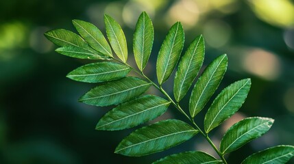 Close-up of lush green fern leaf with sunlit bokeh background