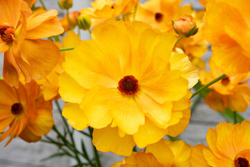 鮮やかなオレンジの花を咲かせたラナンキュラス