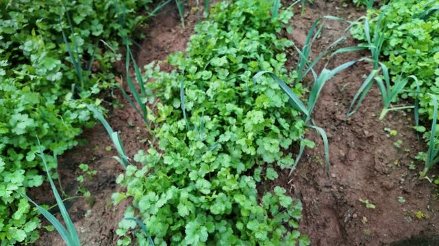 Close up shot of cilantro and chives cultivation during the day, outdoor tropical plantation