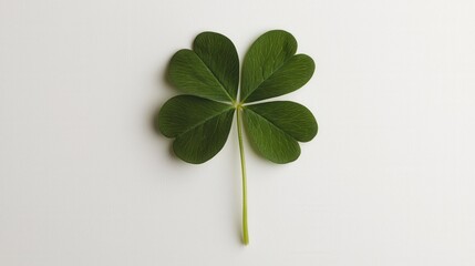 Four-Leaf Clover on Plain Background Symbolizing Good Luck and Hope
