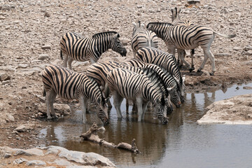 Steppenzebra in der Wildnis von Namibia
