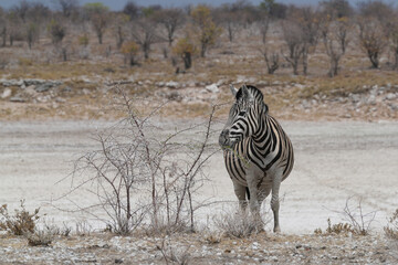 Steppenzebra in der Wildnis von Namibia