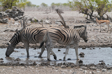 Steppenzebra in der Wildnis von Namibia