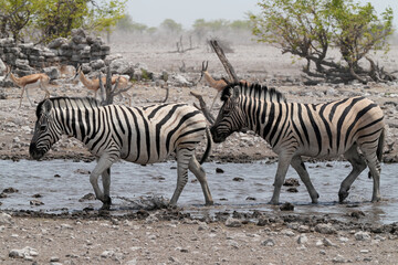 Steppenzebra in der Wildnis von Namibia