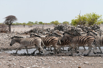 Obraz premium Steppenzebra in der Wildnis von Namibia