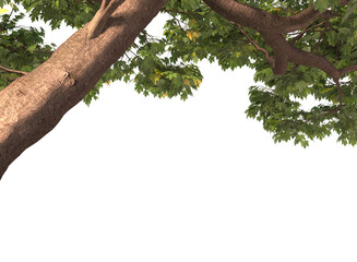 Various types of tree branch plants bushes shrub and small plants isolated	