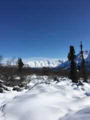 Fototapeta premium snow covered trees