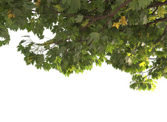 Various types of tree branch plants bushes shrub and small plants isolated	