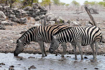 Steppenzebra in der Wildnis von Namibia