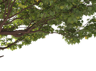 Various types of tree branch plants bushes shrub and small plants isolated	