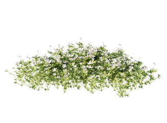 Various types of flowers grass bushes shrub and small plants isolated
