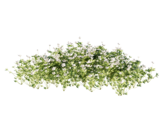 Various types of flowers grass bushes shrub and small plants isolated