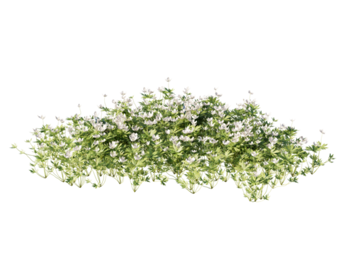 Various types of flowers grass bushes shrub and small plants isolated